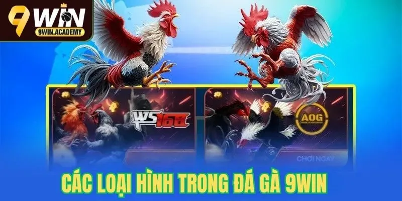 Một số hình thức đá gà phổ biến tại 9win